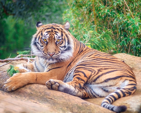 tiger-g733c94c62_640.jpg